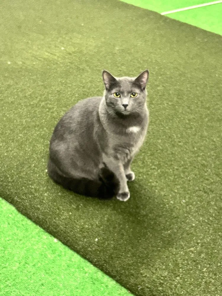 An adult large-sized male Gray / Blue / Silver Domestic Short Hair cat named Koda for adoption in Telford, PA