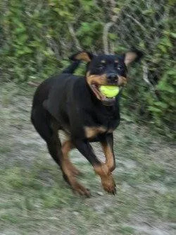 An adult large-sized female Rottweiler dog named Da  Oren for adoption in Glen Allen, VA