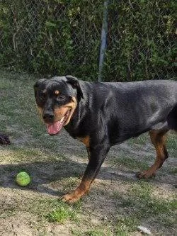 Da  Oren thumbnail 2