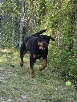 Da  Oren thumbnail 3