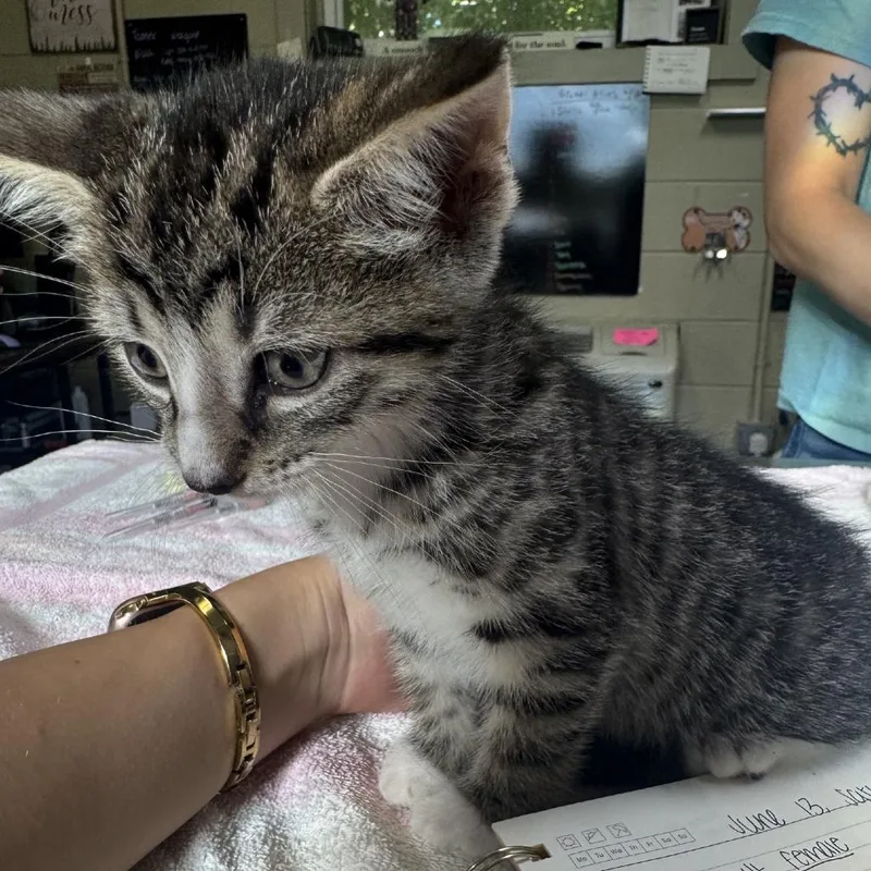 A baby small-sized male Gray / Blue / Silver Domestic Short Hair cat named Jax for adoption in Columbus, NC