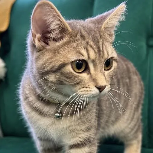 A baby medium-sized female Gray / Blue / Silver Domestic Short Hair cat named Purrsephonie for adoption in Bismarck, ND