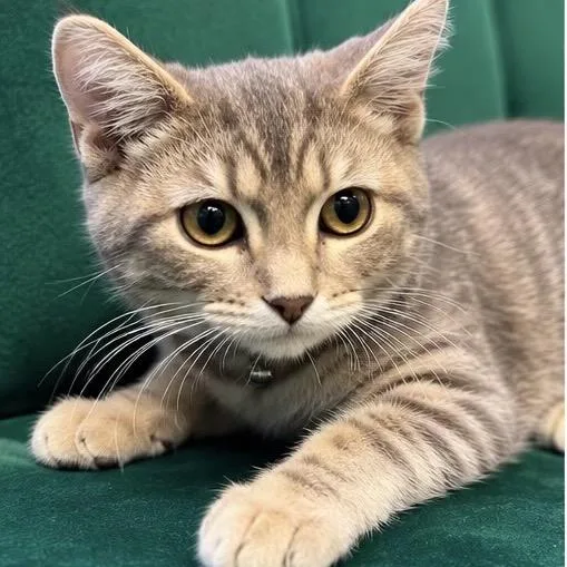Purrsephonie thumbnail 2