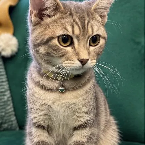 Purrsephonie thumbnail 3