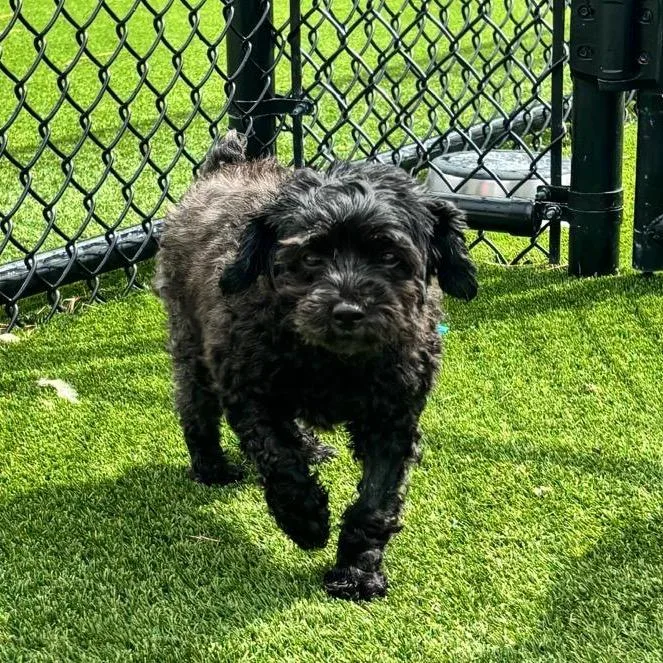 A senior small-sized female Black Toy Poodle dog named Bloom for adoption in LOXAHATCHEE, FL