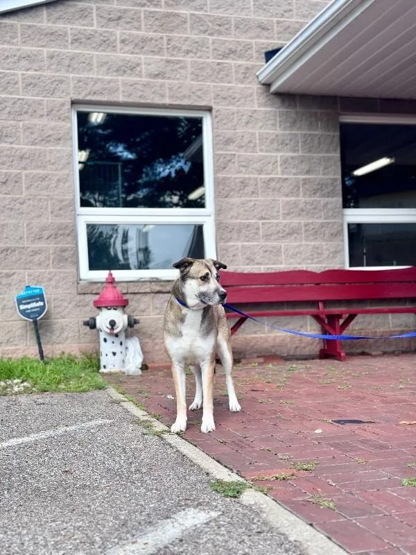 An adult medium-sized female Husky dog named Nova for adoption in Wooster, OH