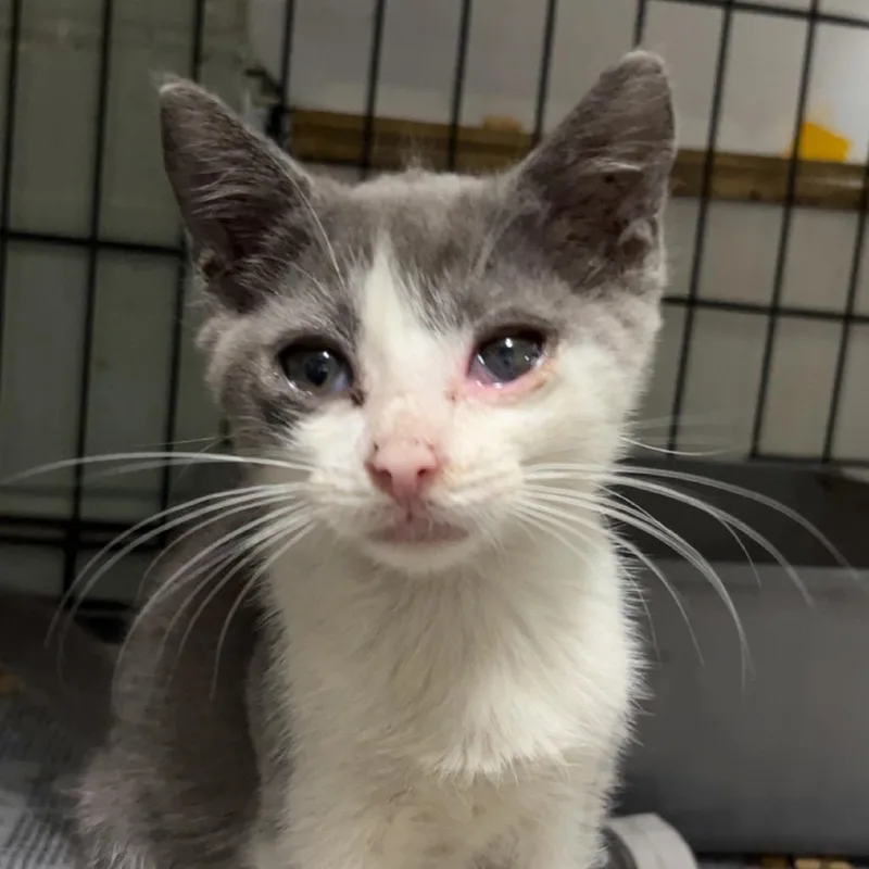 A baby small-sized male Gray / Blue / Silver Domestic Short Hair cat named Franklin for adoption in Monroeville, AL