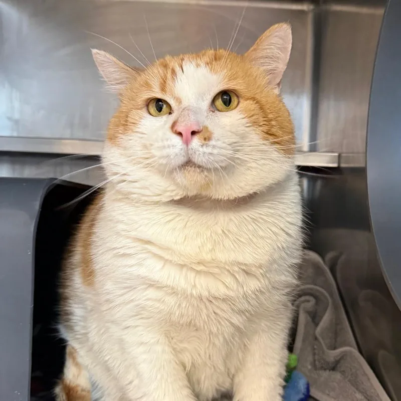 A senior large-sized male Orange / Red Domestic Short Hair cat named Heaven for adoption in Chicago, IL