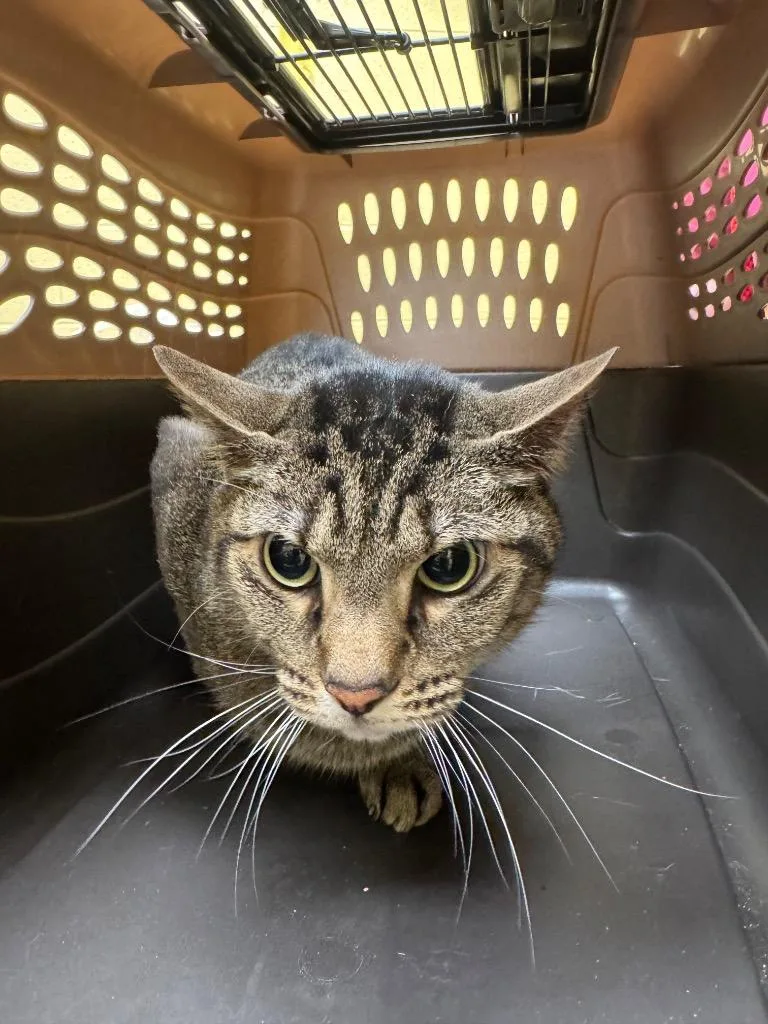 An adult medium-sized male Domestic Short Hair cat named Gordie for adoption in Crossville, TN
