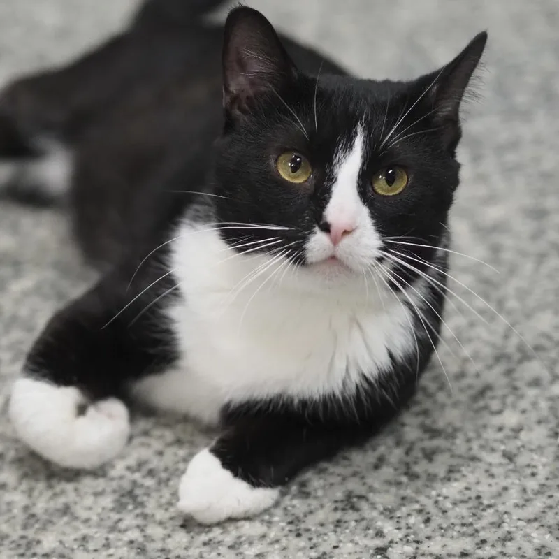 A young small-sized male Black Domestic Short Hair cat named Buggyman for adoption in Falls Church, VA