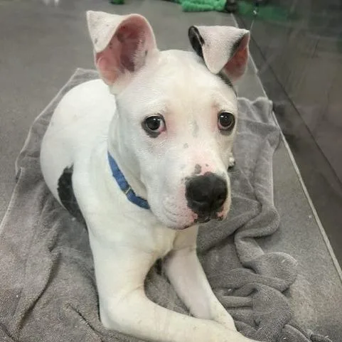A baby medium-sized male White / Cream Pit Bull Terrier dog named Blizzard for adoption in Baltimore, MD
