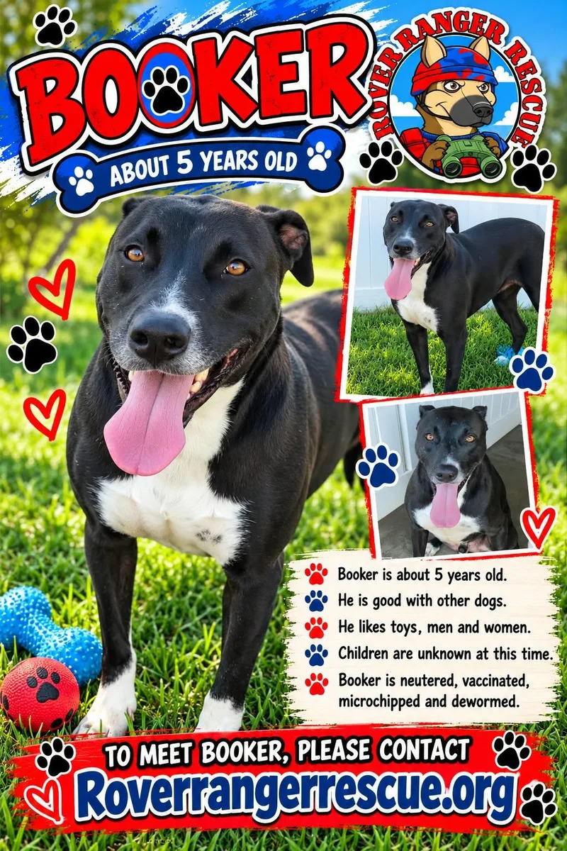An adult medium-sized male Boxer dog named Booker for adoption in Wrightwood, CA