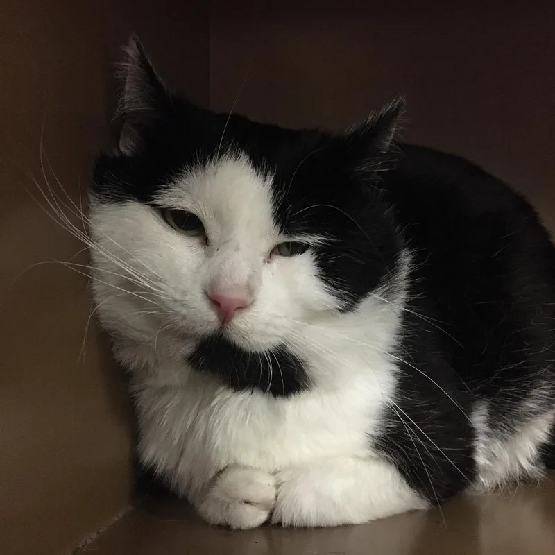 A senior medium-sized male Black Domestic Short Hair cat named Zeke for adoption in Middlebury, VT