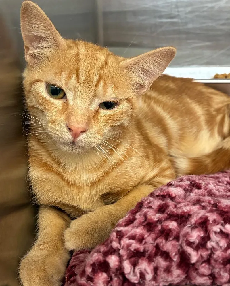 A baby medium-sized male Domestic Short Hair cat named Liptzer for adoption in Hartsville, SC
