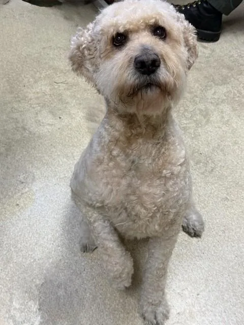 An adult large-sized male Poodle dog named Jasper for adoption in South Lake Tahoe, CA