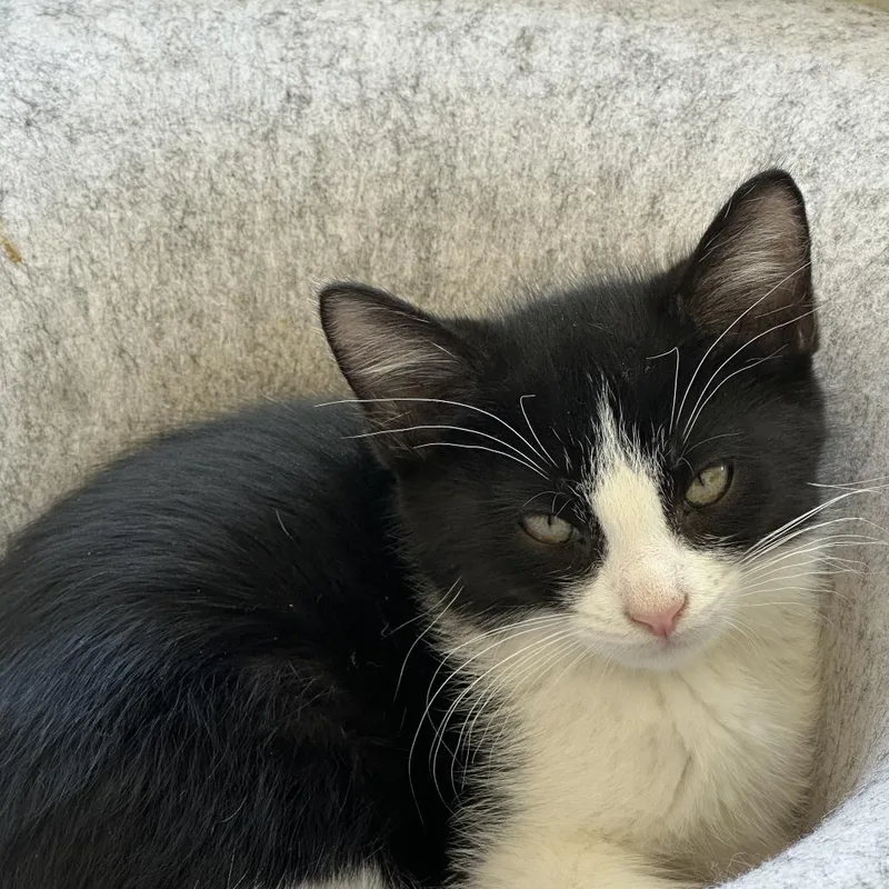 A baby small-sized female Domestic Short Hair cat named Boba for adoption in Wheeling, IL