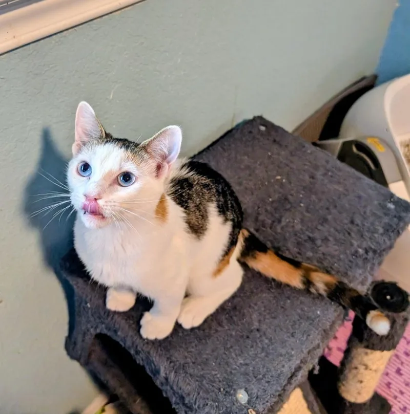 A baby small-sized female Calico cat named Chloe for adoption in San Antonio, TX
