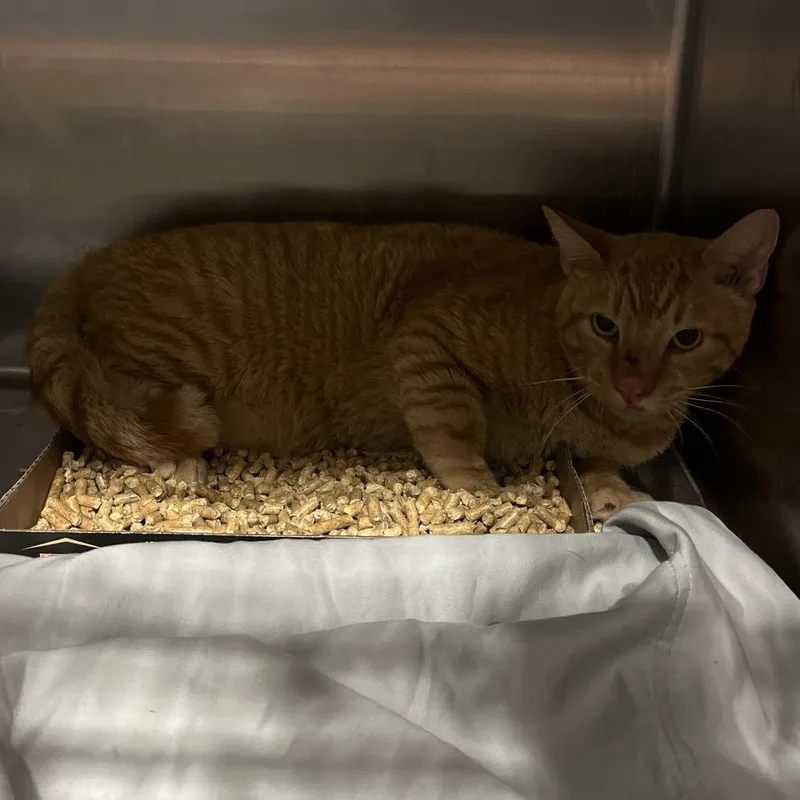 An adult large-sized male Domestic Short Hair cat named Meowmers for adoption in Chattanooga, TN
