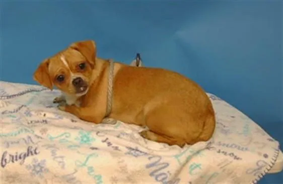 A young medium-sized female Chihuahua dog named A for adoption in Gardena, CA