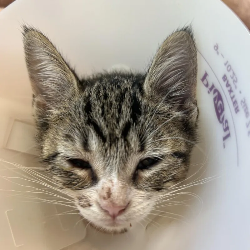 A baby small-sized female Brown / Chocolate Domestic Short Hair cat named Sparrow for adoption in Leander, TX