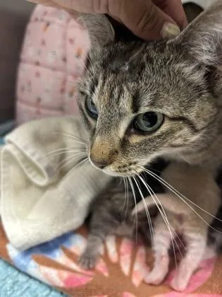 An adult medium-sized female Domestic Short Hair cat named Baker for adoption in West Chester, PA