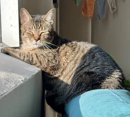 Lynx `a Priority Pet` thumbnail 2