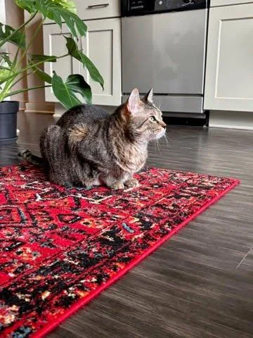 Lynx `a Priority Pet` thumbnail 3