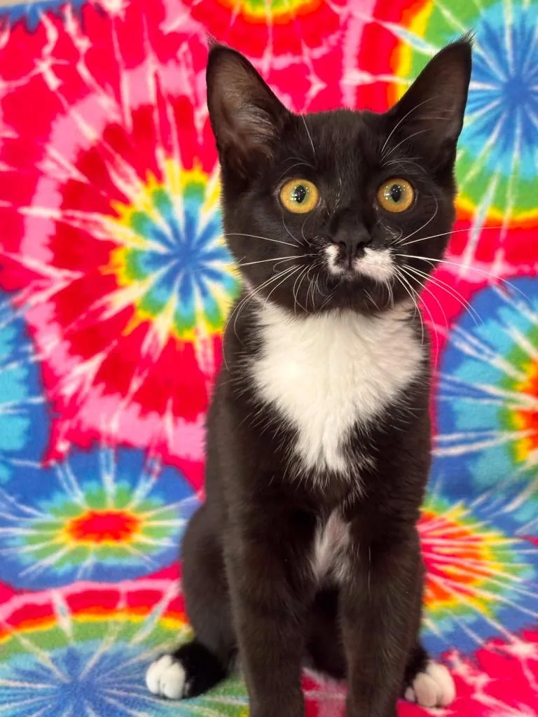 A baby medium-sized female Domestic Short Hair cat named Thora for adoption in Warrenton, NC