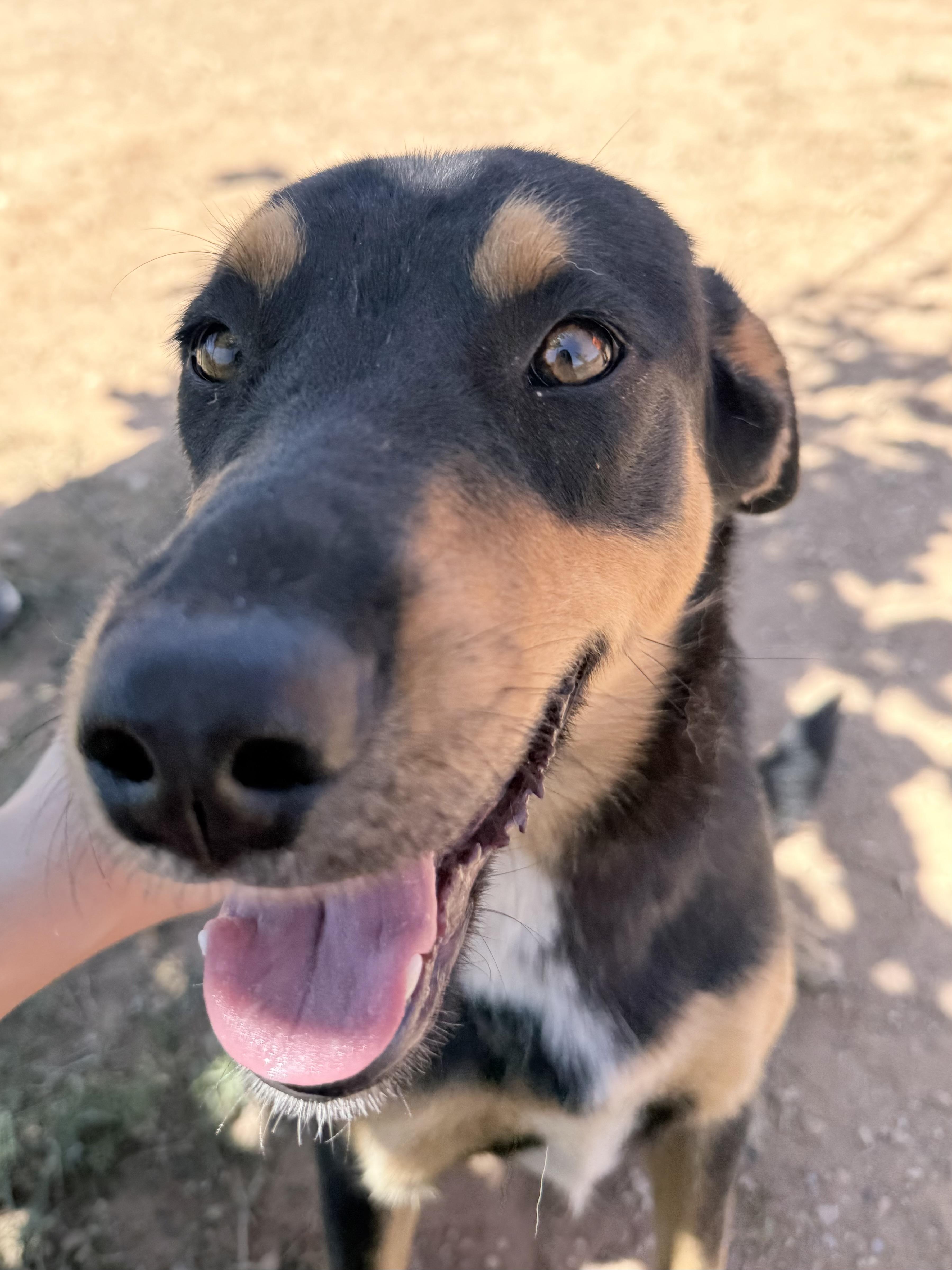 A young medium-sized male Bicolor Labrador Retriever dog named Teddy for adoption in Dripping Springs, TX