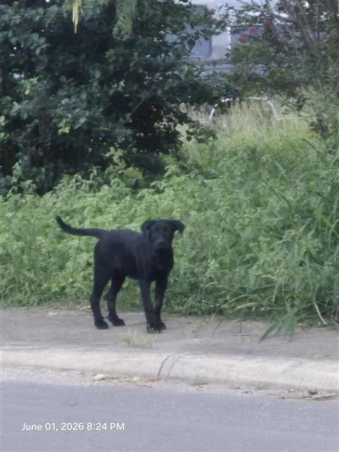 A young medium-sized male Labrador Retriever dog named Gerald for adoption in San Antonio, TX