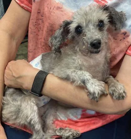 An adult small-sized male Poodle (Toy) dog named Matt for adoption in Yellville, AR