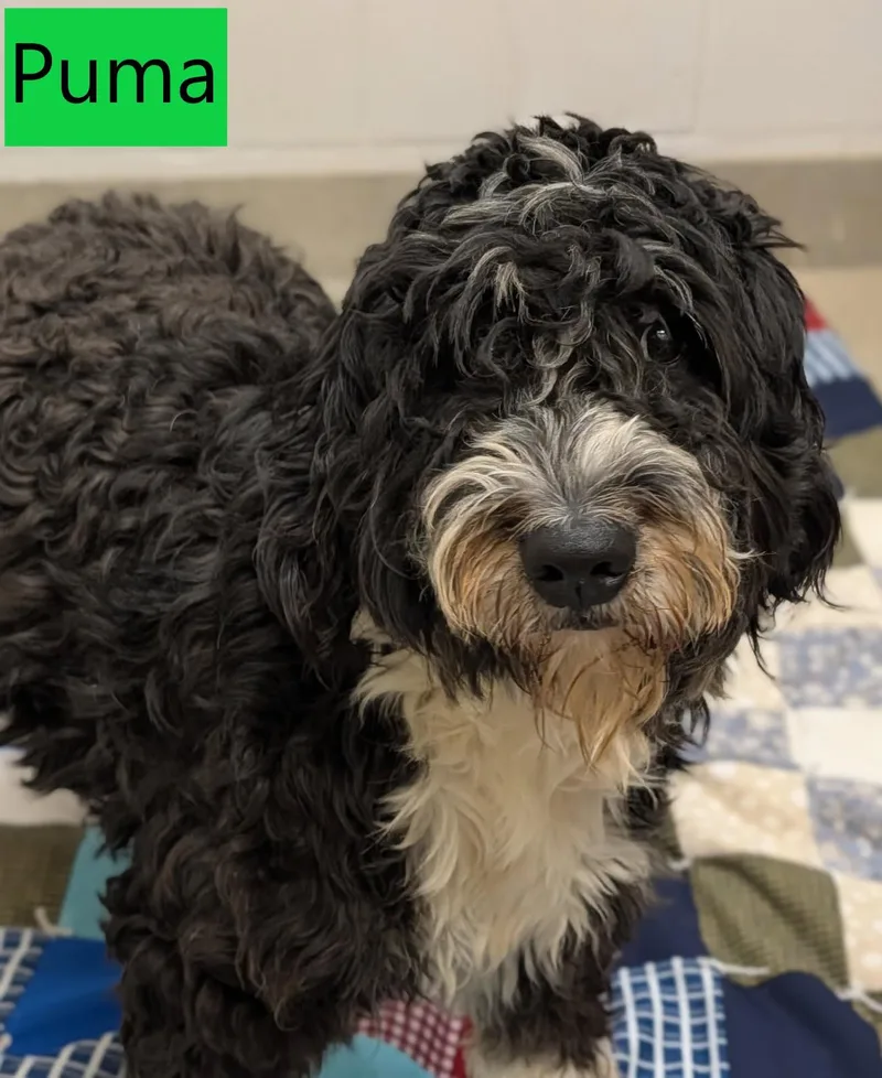 An adult medium-sized male Black Standard Poodle dog named Puma for adoption in Mount Vernon, OH