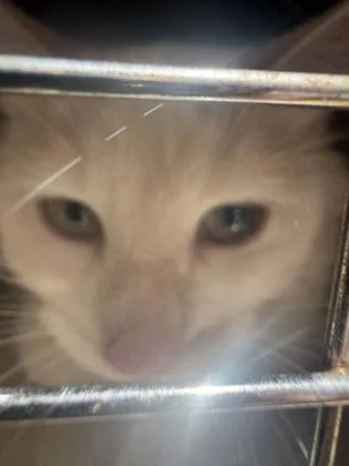 An adult small-sized female Domestic Medium Hair cat named Shinx for adoption in West Chester, PA