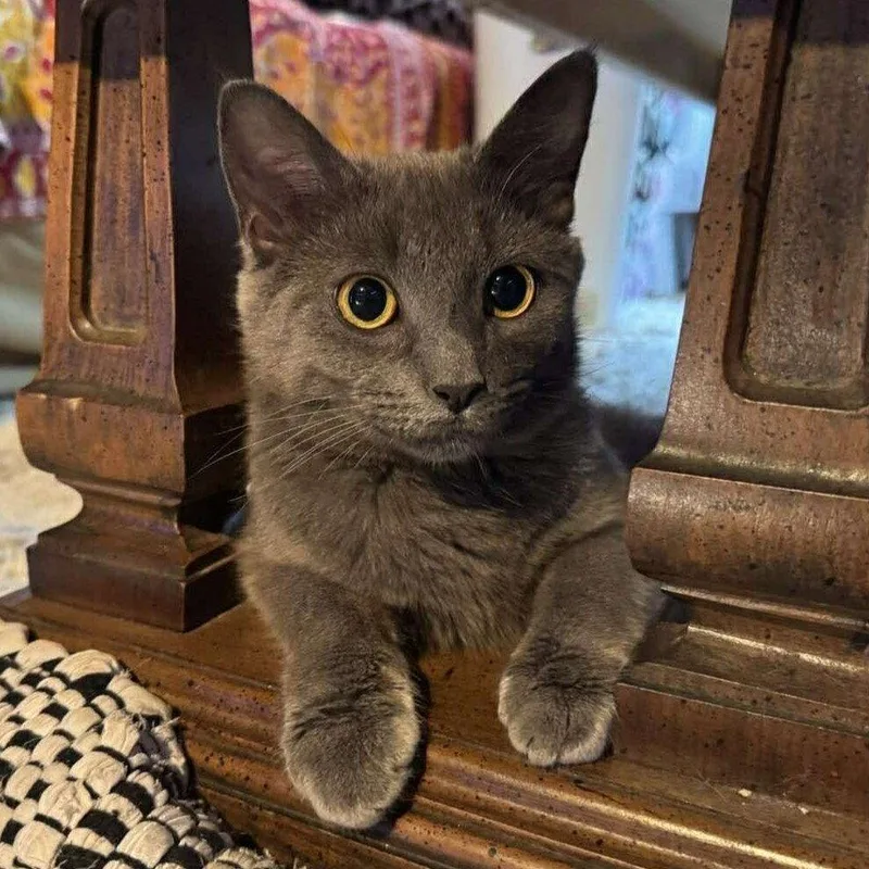 An adult medium-sized female Gray / Blue / Silver Domestic Short Hair cat named Holly Blue for adoption in Candler, NC