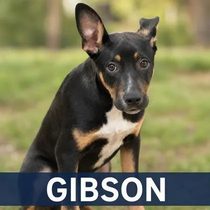Gibson