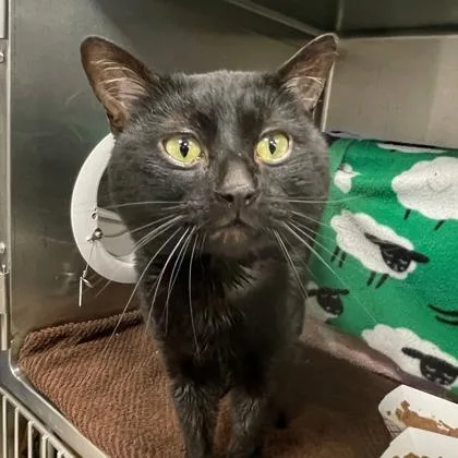 An adult small-sized male Domestic Short Hair cat named Toro for adoption in Wheaton, IL