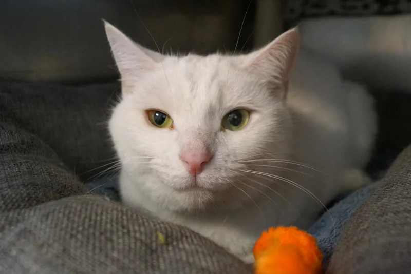 An adult large-sized female White Domestic Short Hair cat named Sweetie for adoption in New Milford, CT