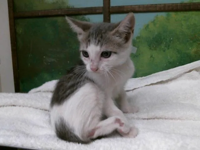 A baby small-sized male Domestic Short Hair cat named Mikey for adoption in Houston, TX