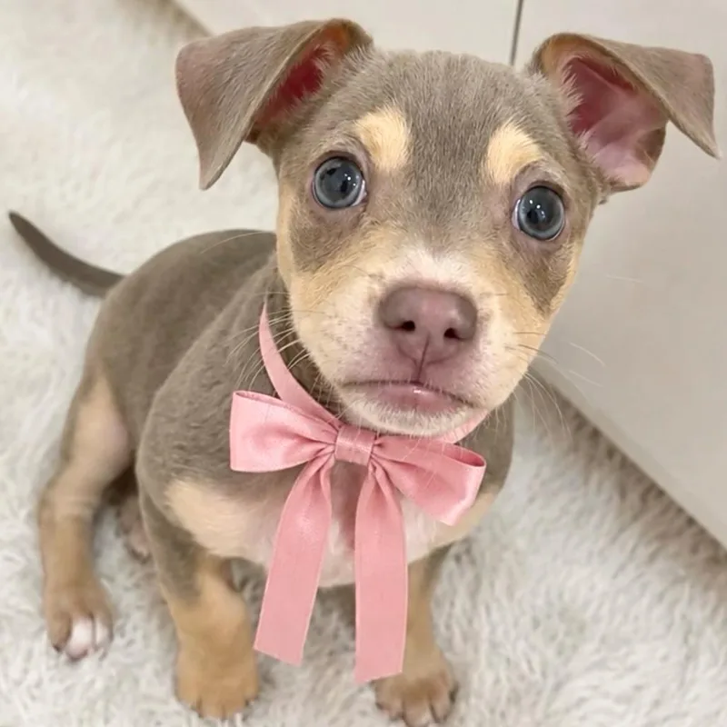 A baby small-sized female Brown / Chocolate Chihuahua dog named Summer for adoption in Tampa, FL