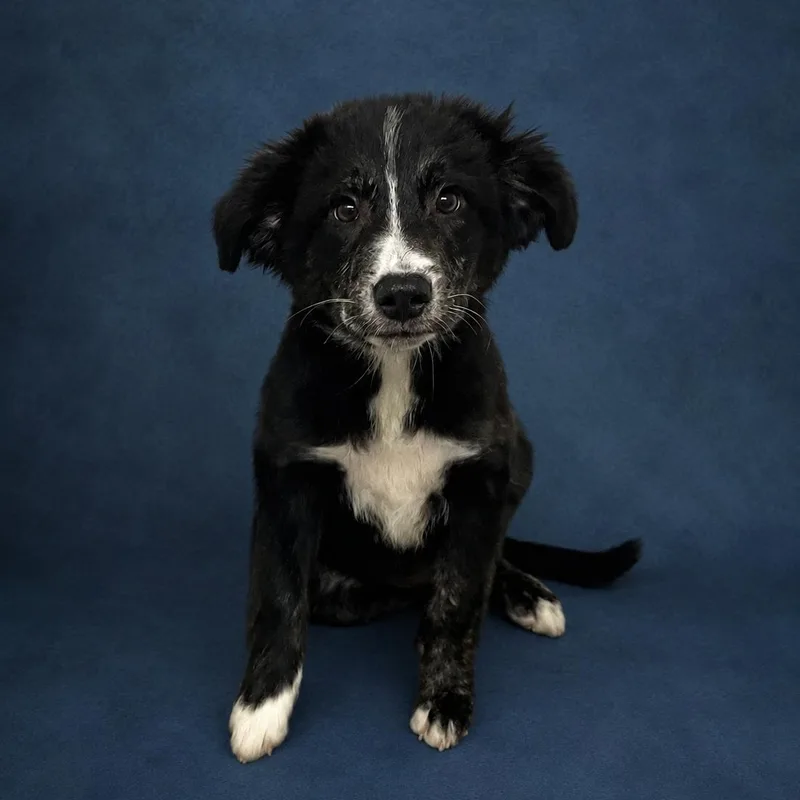 A baby medium-sized male Black Border Collie dog named Buck for adoption in Heber Springs, AR