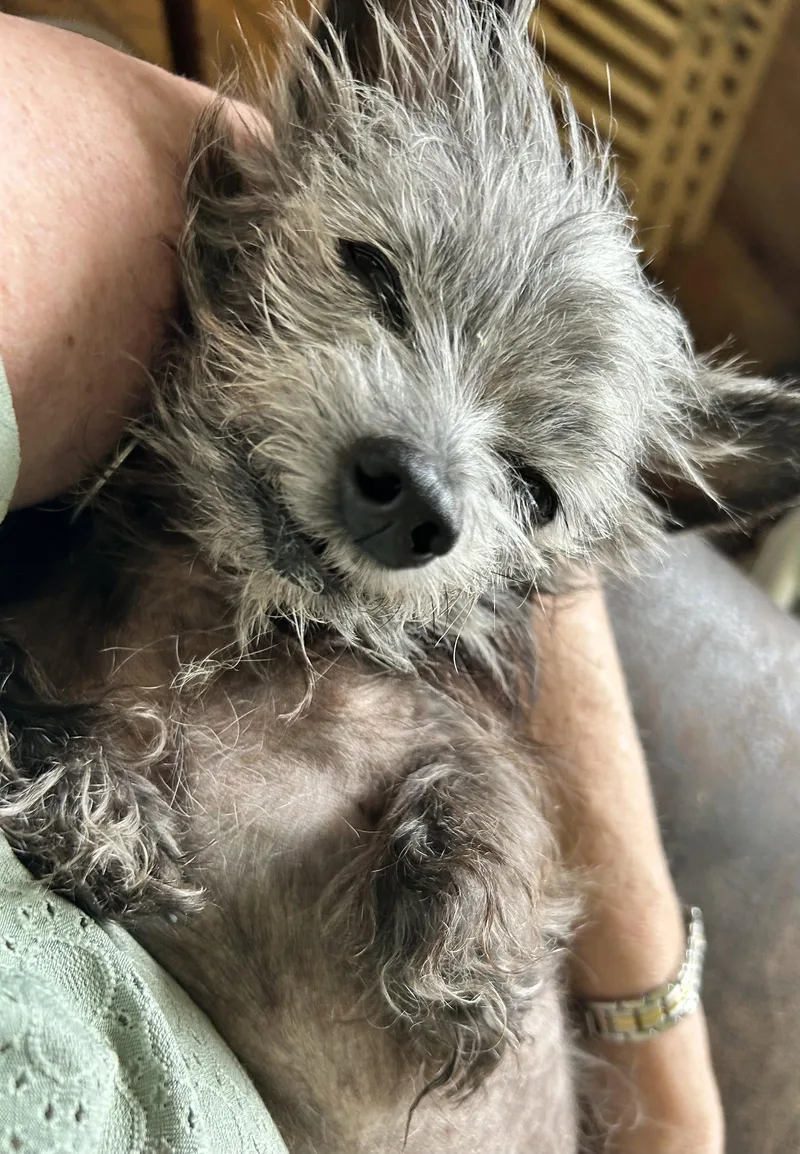 Dottie thumbnail 2