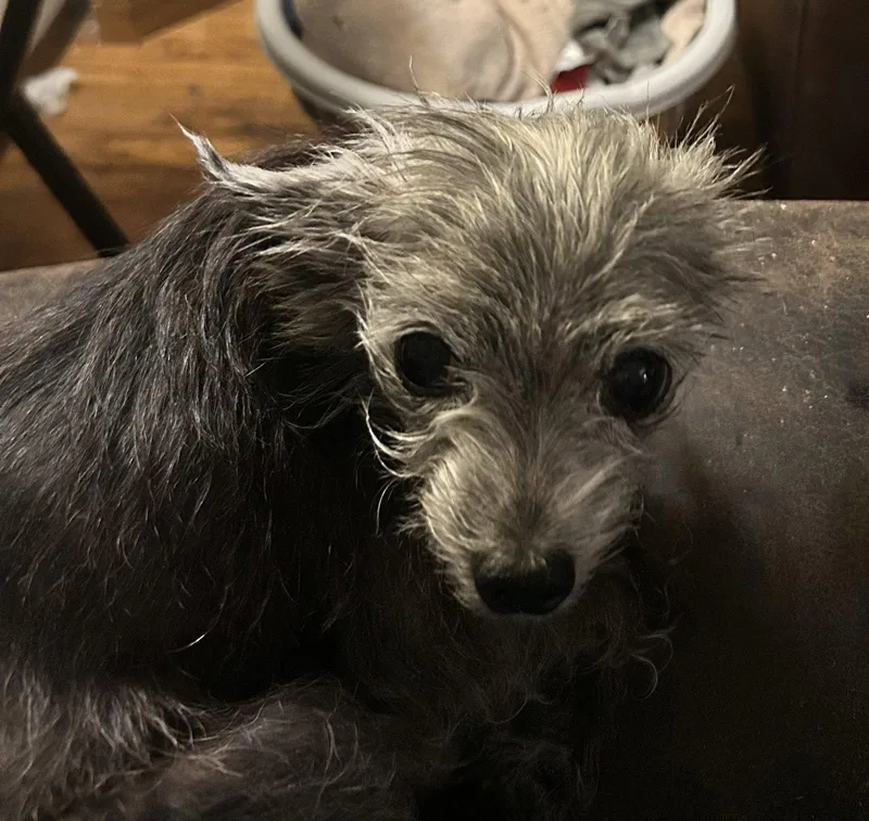 Dottie thumbnail 3
