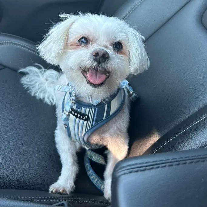 A senior small-sized male White / Cream Maltese dog named Sampson for adoption in Ramona, CA