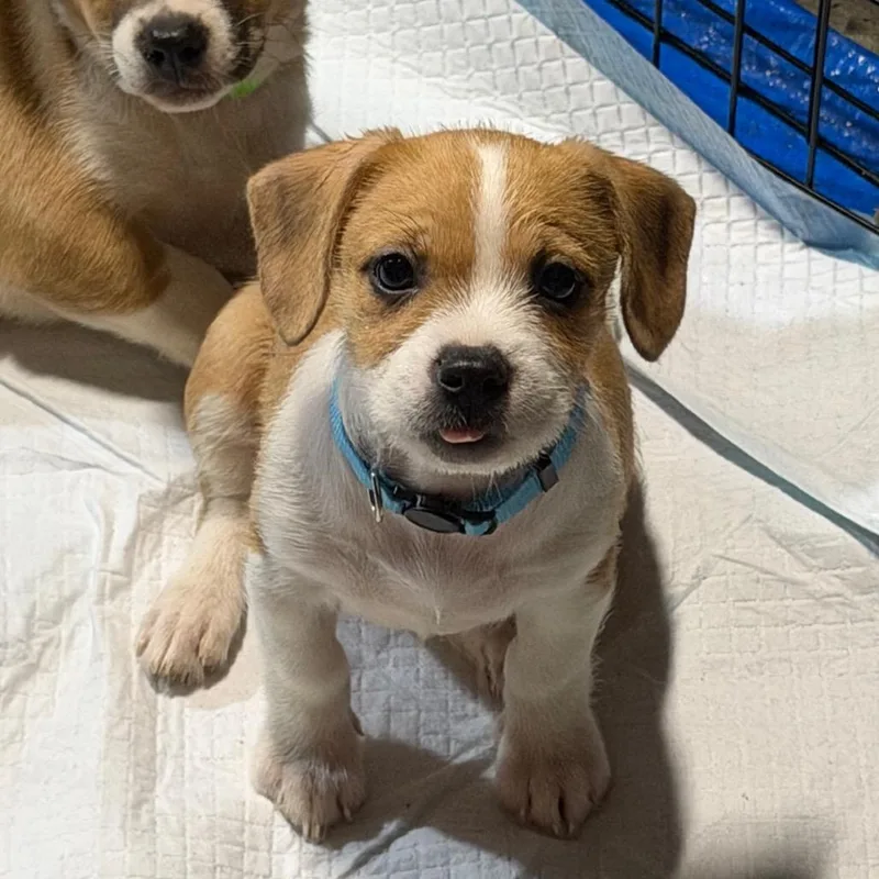A baby small-sized female White / Cream American Staffordshire Terrier dog named Clawsanova for adoption in Rockville, MD