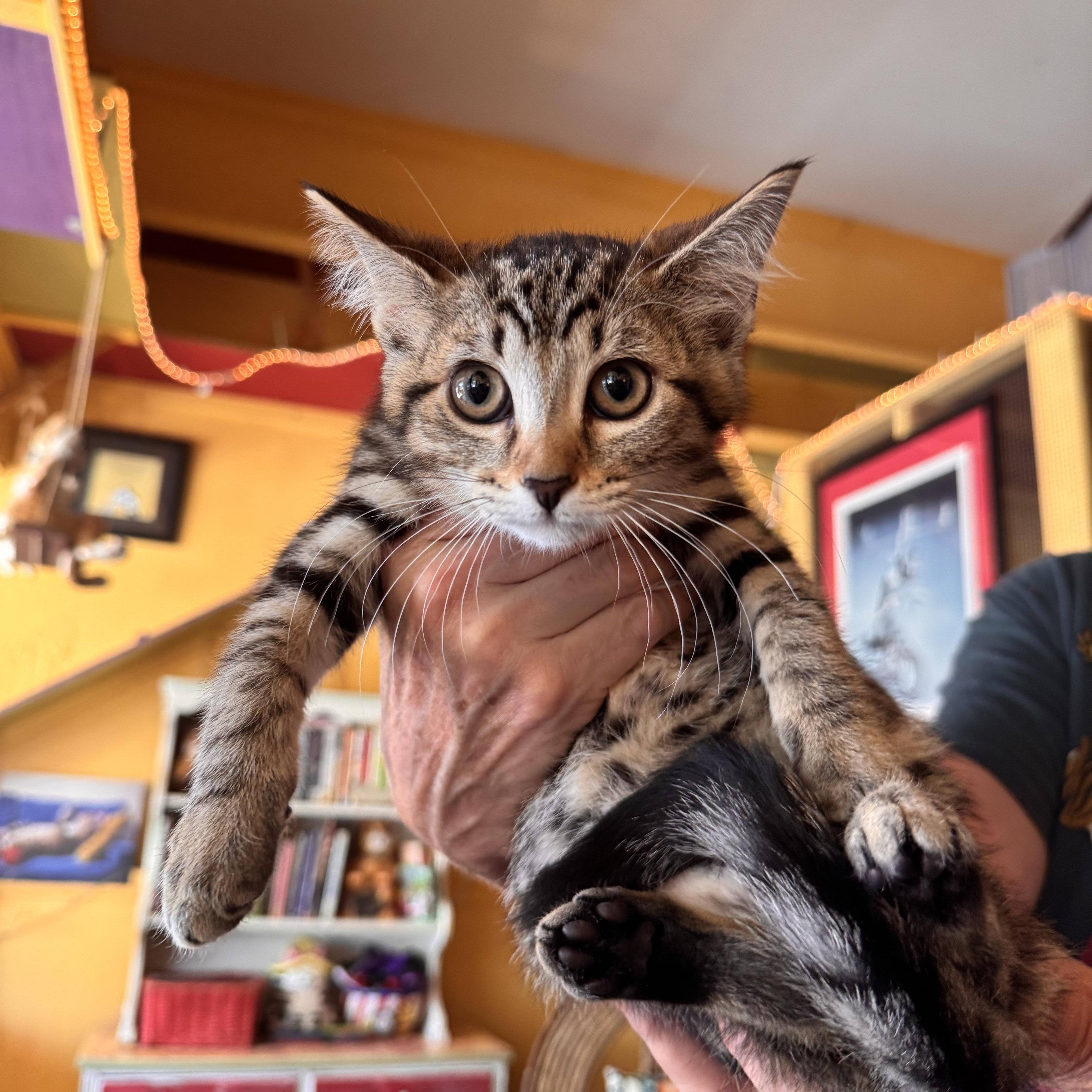 A young medium-sized female Tabby cat named Clover for adoption in Memphis, TN