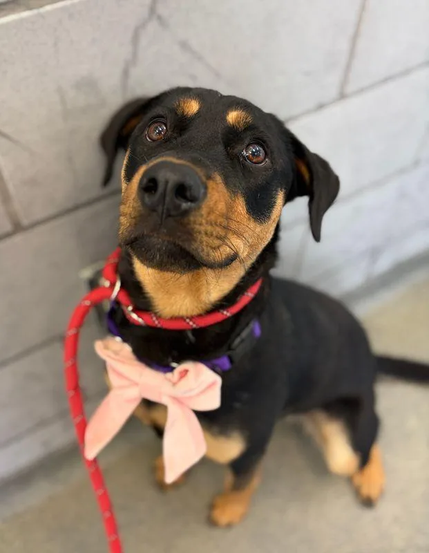 An adult medium-sized female Rottweiler dog named Ash for adoption in Hillsboro, NH