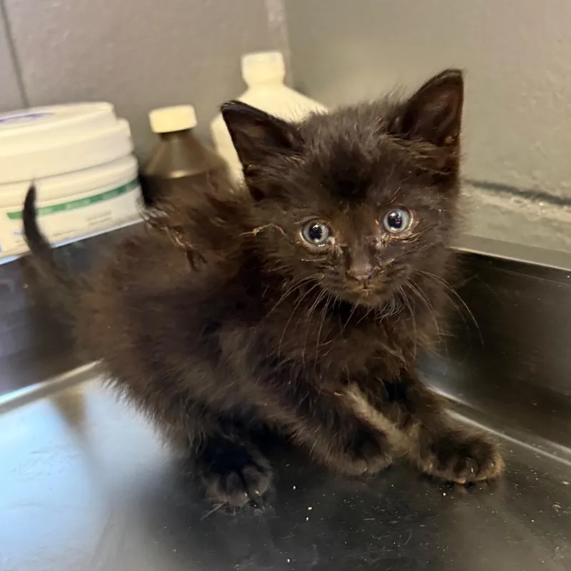 A baby small-sized male Black Domestic Short Hair cat named Onyx for adoption in Tuscaloosa, AL