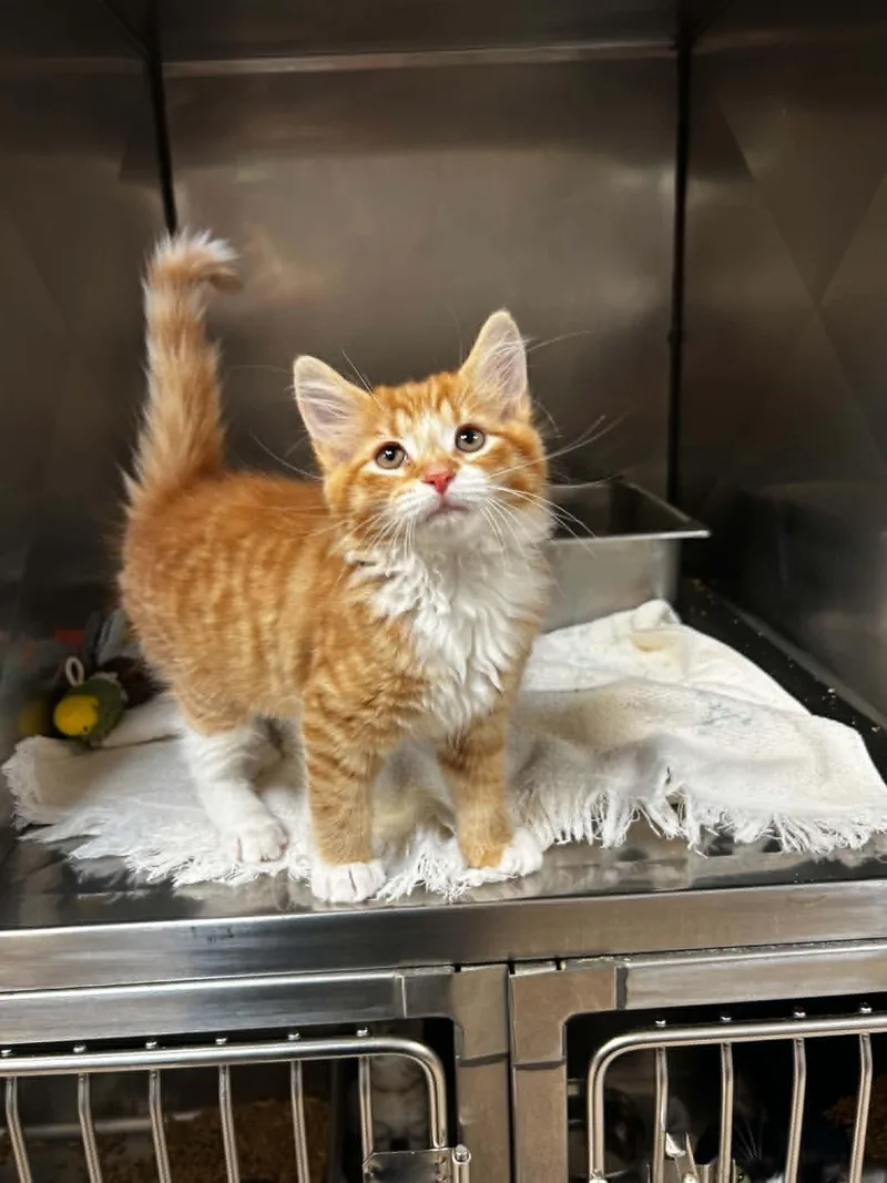 A baby medium-sized male Orange & White Domestic Medium Hair cat named Rusty for adoption in Chambersburg, PA
