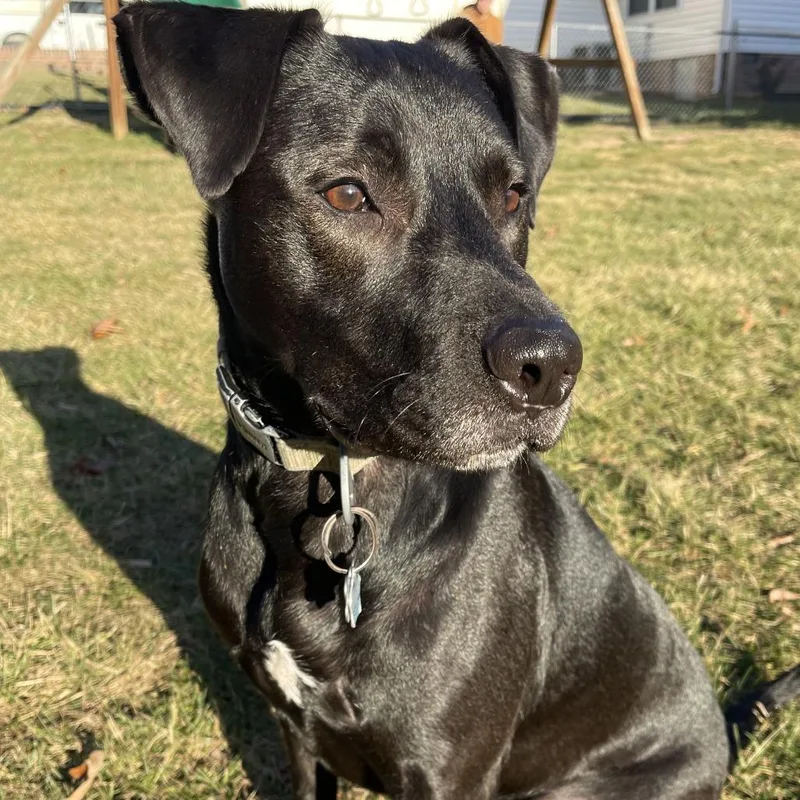 An adult large-sized male Black Labrador Retriever dog named Mowgli for adoption in Harrisonburg, VA