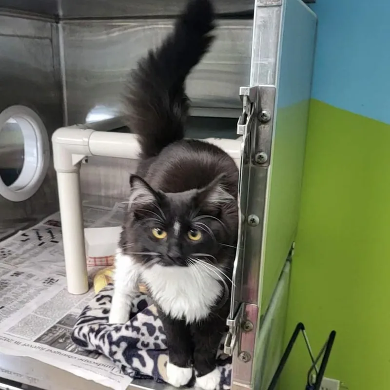 Sabrina Clawpenter  Petsmart thumbnail 2